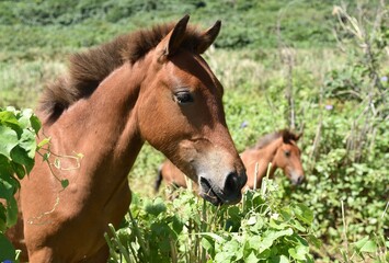 Fototapeta premium 与那国馬