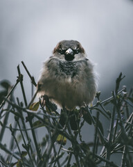 Ver&auml;rgerter Vogel