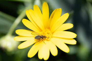 Bombyliidae also called Bee Fly, perched on a yellow daisy collecting pollen