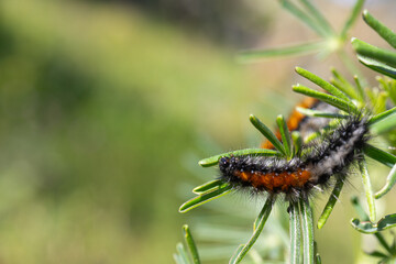 Orange and black hairy caterpillar crawling on a bush branch on a sunny day