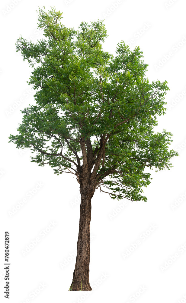 Poster tree image dicut and removed original background, png transparent