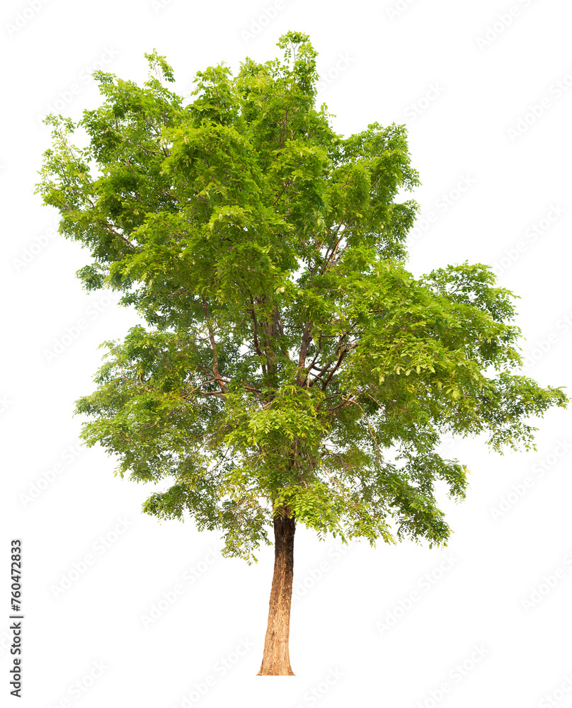 Aufkleber tree image dicut and removed original background, png transparent