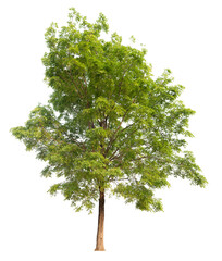 tree image dicut and removed original background, PNG transparent 