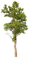 tree image dicut and removed original background, PNG transparent 
