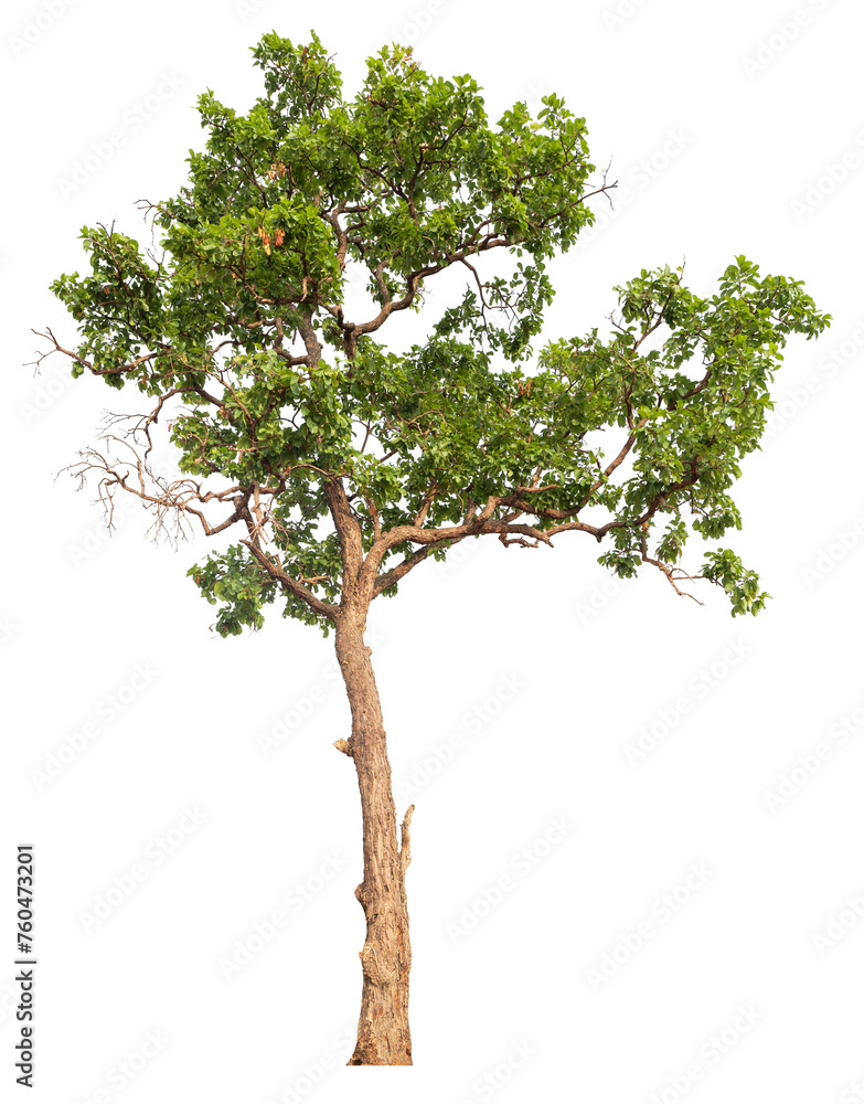 Fototapete PNG real tree image transparent background, high resolution real tree picture  