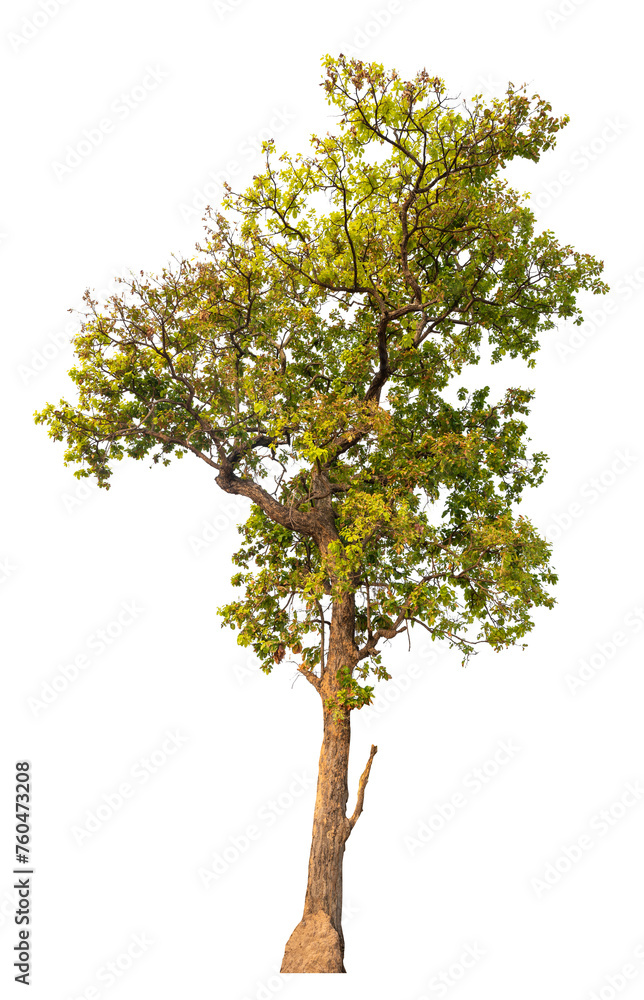 Poster png real tree image transparent background, high resolution real tree picture