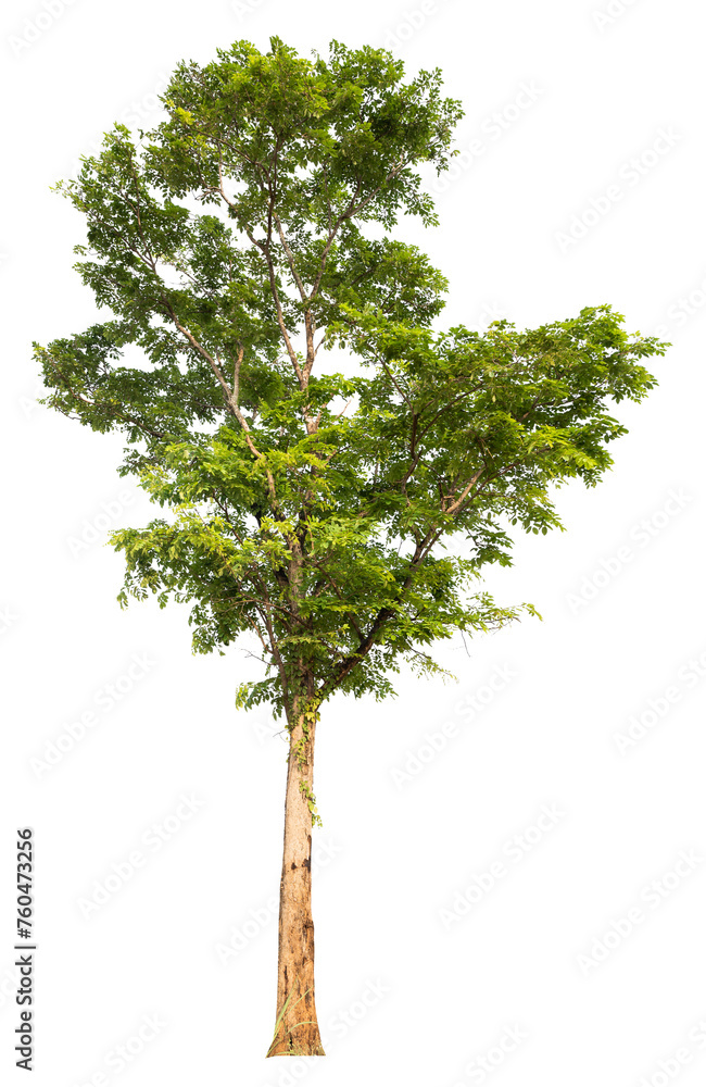Aufkleber PNG real tree image transparent background, high resolution real tree picture  