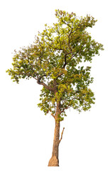 PNG real tree image transparent background, high resolution real tree picture  