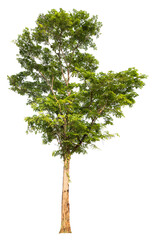 Fototapeta premium PNG real tree image transparent background, high resolution real tree picture 