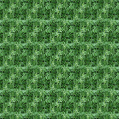 green grass background