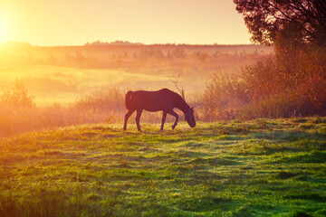 Rural landscape. Horse silhouette in the pasture on a foggy morning. Sunrise in the countryside - 760473876