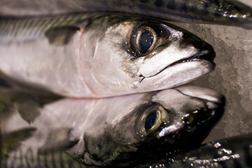 Details of fresh fish made with macro lens