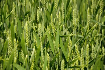 Field Of Wheat © Szymon