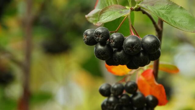 Ripe chokeberry berries close-up in early autumn
