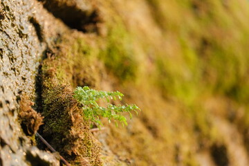green moss