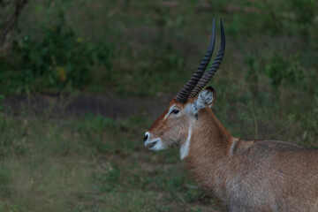 Defassa Waterbuck
