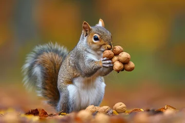 Fotobehang squirrel eating nut © Monique