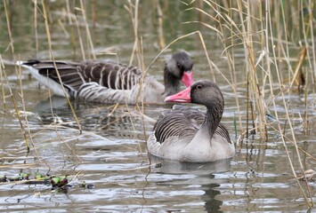 Fototapeta premium ハイイロガン 迷鳥 久米島