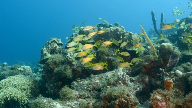 Schooling Grunt fish in the coral reef of the Caribbean Sea
