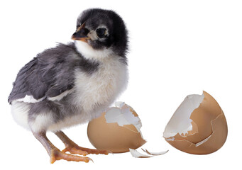Eggshell broken behind a chick