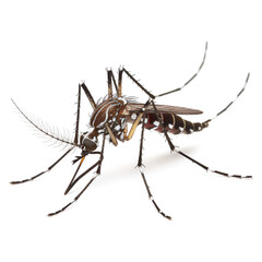 Mosquito isolated on transparent background