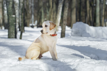 Young labrador observing winter grounds in the nature.. - 760479817