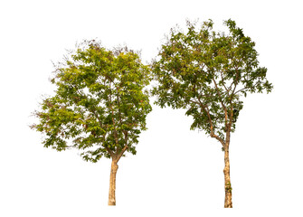 Green tree isolated on transparent background with clipping path, single tree with clipping path...