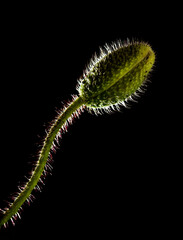 Flora of Gran Canaria -  Papaver rhoeas, common poppy 