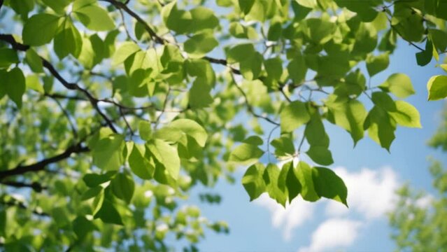 Sunny Day Leaves: Bright green foliage on a tree branch, basking in the warm sunlight of a summer day