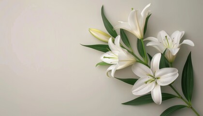 Funeral lily flower on white background with generous space for text placement and design creativity