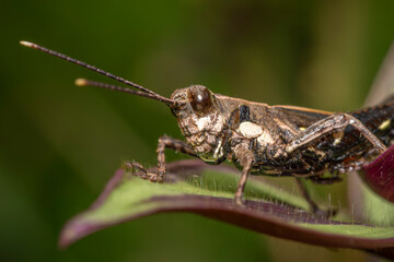 grasshopper on a leaf, macro of a grasshopper, insect close up