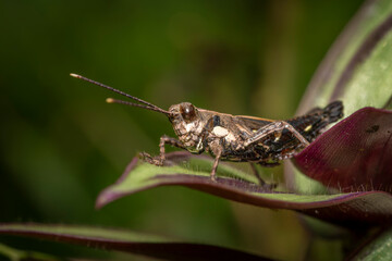 Short-horned grasshopper close-up, macro picture