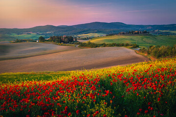 Picturesque agricultural lands with blooming colorful flowers, Tuscany, Italy