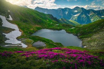 Capra lake and rhododendron bushes in Fagaras mountains, Carpathians, Romania