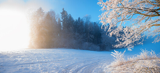 frosty morning at the edge of the forest, tree branches with hoarfrost, winter landscape