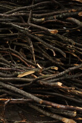 branches of the tree