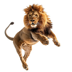 Obraz premium A jumping lion in white background