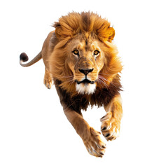 Obraz premium A jumping lion in white background