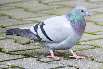 Pigeon on paving stones in the morning