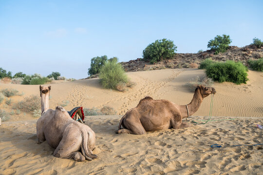 thar desert is claimed destination for a camel safari that is close to jaisalmer city, india