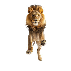 Obraz premium A jumping lion in white background