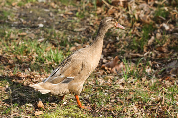 indian runner Duck standing on the ground in the park. Close-up.