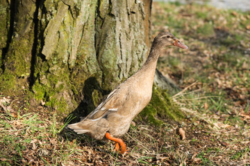 indian runner Duck standing on the ground in the park. Close-up.