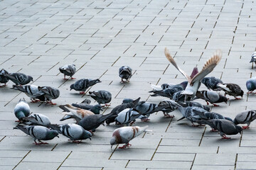 Pigeon on paving stones on market square