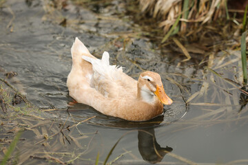 saxony duck on the water in the park, closeup 