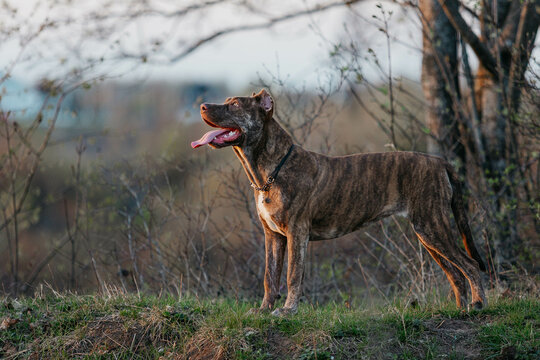 An American bandog dog stands in a stand against the background of nature. Spring landscape with a dog.