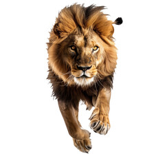Obraz premium A jumping lion in white background