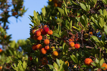 red and orange colored strawberry tree fruits.