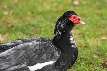 Muscovy duck, Cairina moschata, single male on grass, 