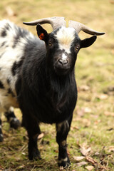Naklejka na ściany i meble Portrait of a black and white goat with horns on the farm